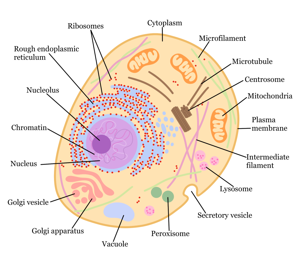 An Average Cell - Biochive